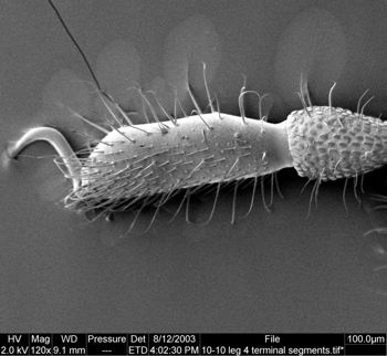 Media type: image;   Invertebrate Zoology 134645